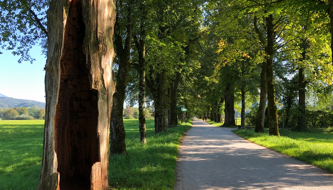 Hellbrunner Allee in Salzburg | © Tourismus Salzburg GmbH / K. Brugger