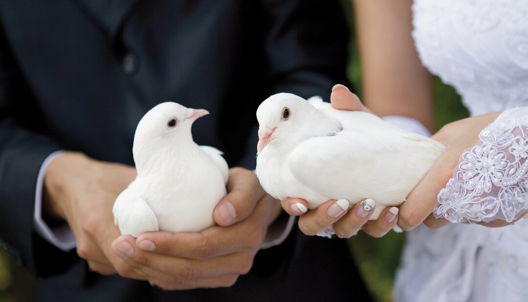 Birds at a Wedding in Salzburg | © Hochzeitstauben Fleckner 