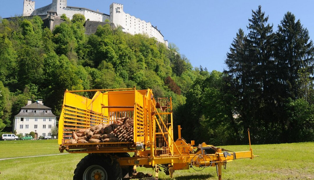 Art projekt Krauthügel 2016 - Slominski - Rüben | © Manfred Siebinger