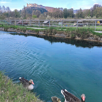 Almkanal in Salzburg | © Tourismus Salzburg GmbH