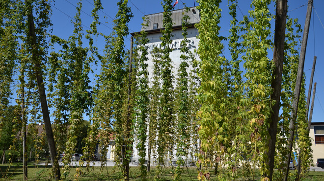 Trumer hops garden | © Tourismus Salzburg / S.  Prommegger