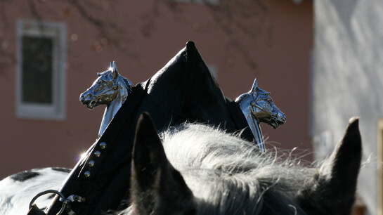 Horses infront of the Stieglbier wagon  | © Veronika Zangl MMPR