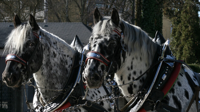 The Stiegl-Horses of Herbert Schröder  | © Veronika Zangl MMPR