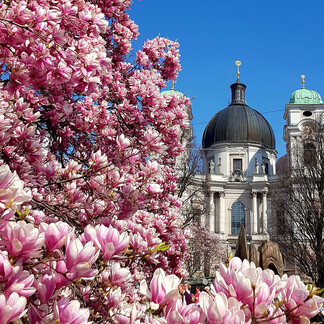 Magnolien am Makartplatz mit der Dreifaltigkeitskirche | © Tourismus Salzburg GmbH