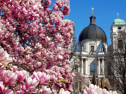 Magnolien at Makartplatz with the Dreifaltigkeitskirche | © Tourismus Salzburg GmbH