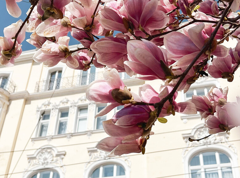 Magnolien at Makartplatz in Salzburg | © Tourismus Salzburg GmbH / B. Brunauer