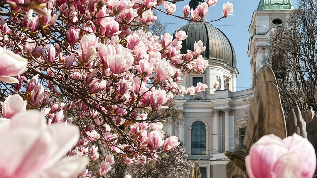 Magnolien at Makartplatz in Salzburg | © Tourismus Salzburg GmbH / B. Brunauer