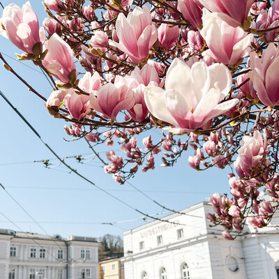 Magnolien at Makartplatz in Salzburg | © Tourismus Salzburg GmbH / B. Brunauer