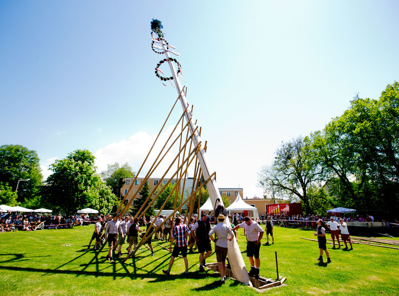 The maypole at the Stiegl brewery  | © Wildbild 