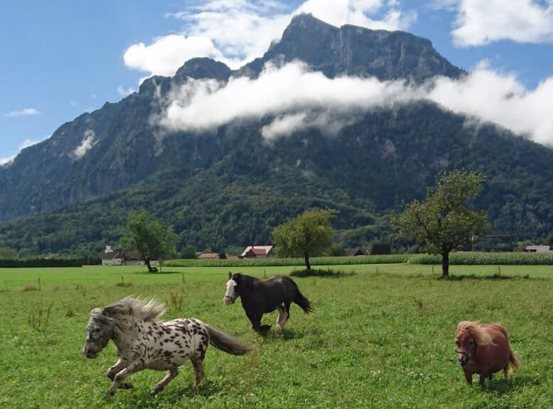 Ponies at the adventure farm in Grödig with the Untersberg in the background | © www.facebook.com/erlebnisbauernhofgroedig
