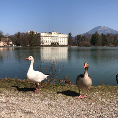 Geese at Leopoldskron pond with Leopoldskron castle and Gaisberg mountain in the background | © Tourismus Salzburg GmbH / K. Brugger