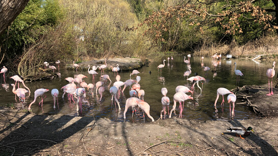 Flamingos near Leopoldskroner pond in Salzburg | © Tourismus Salzburg GmbH / K. Brugger