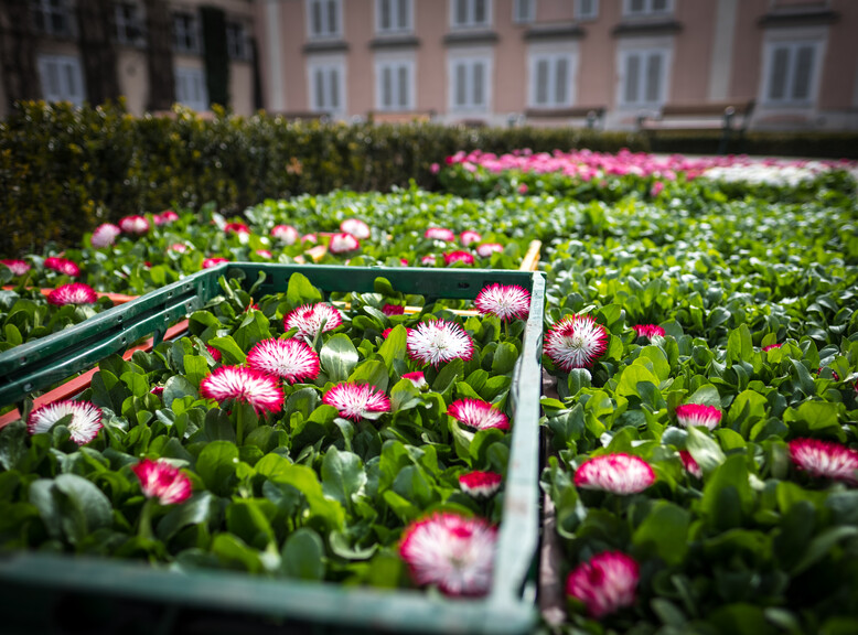 Flowers at the Mirabell Gardens Salzburg  | © knaro.at 
