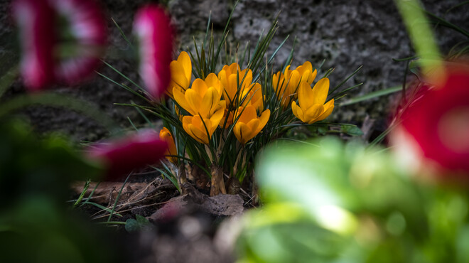 Flowers at the Mirabell Gardens Salzburg  | © knaro.at 