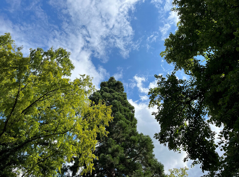 Tree rarities at Kurgarten in Salzburg | © Tourismus Salzburg GmbH / M. Appesbacher