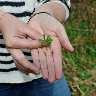 Wild herbs in Salzburg  | © Tourismus Salzburg GmbH 
