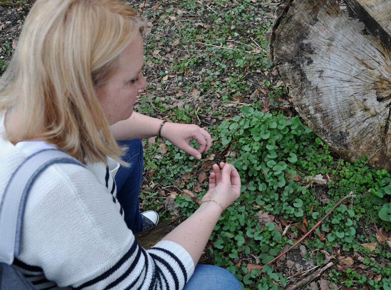 Wild herbs in Salzburg  | © Tourismus Salzburg GmbH 
