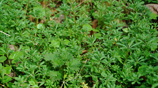 Wild herbs in Salzburg  | © Tourismus Salzburg GmbH 