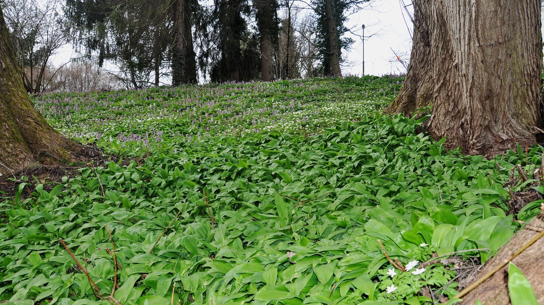 Wild herbs in Salzburg  | © Tourismus Salzburg GmbH 