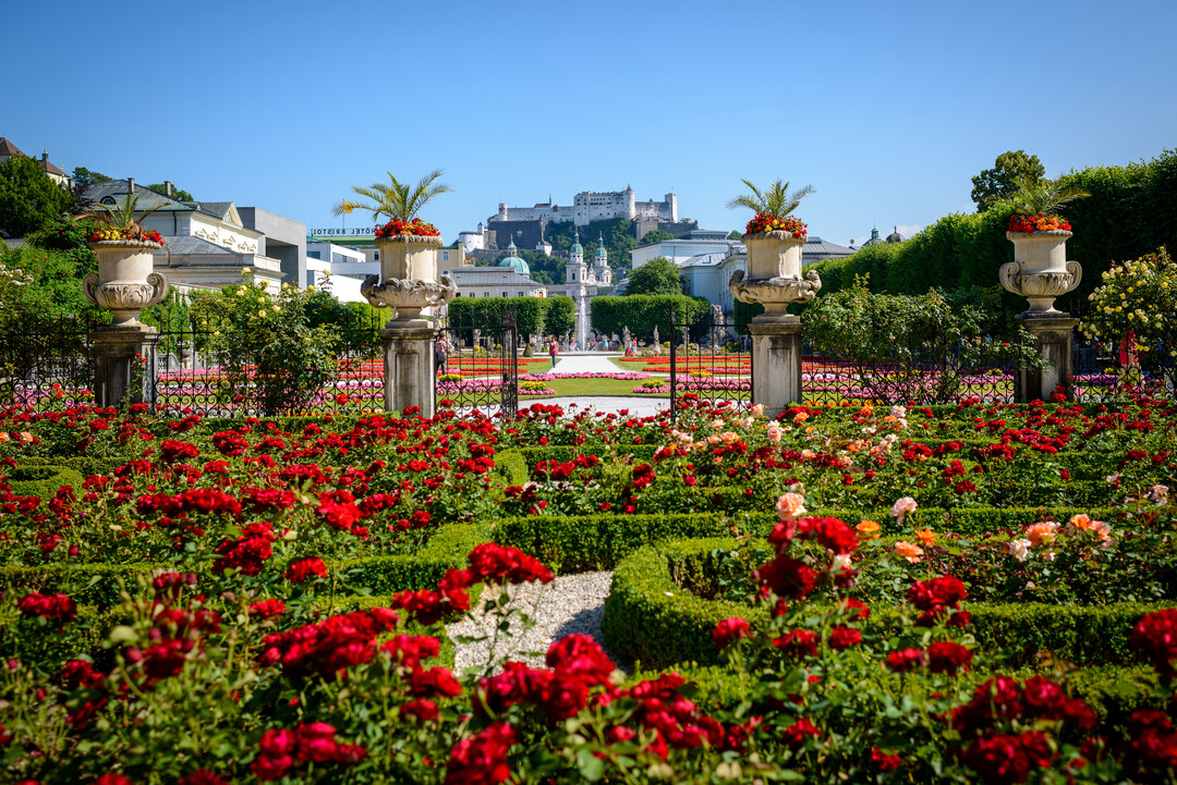 Rosengarten im Mirabellgarten in Salzburg | © Tourismus Salzburg GmbH