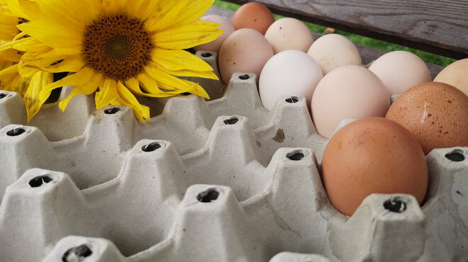 Frische Hühnereier von dem Betrieb Költringer | © TVB Elixhausen