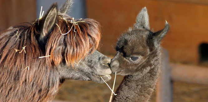 Alpakas | © Zoo Salzburg