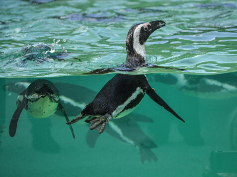 Pinguineröffnung_ZooSBG_Lisa_Sernow (86)