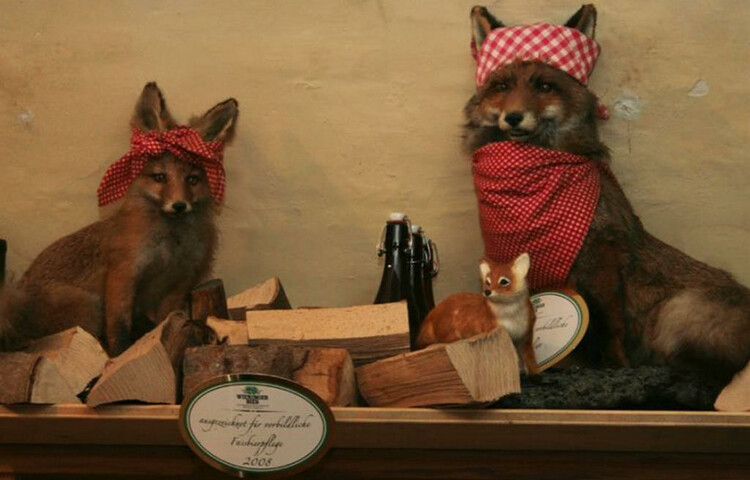 Alter Fuchs  | © Alter Fuchs