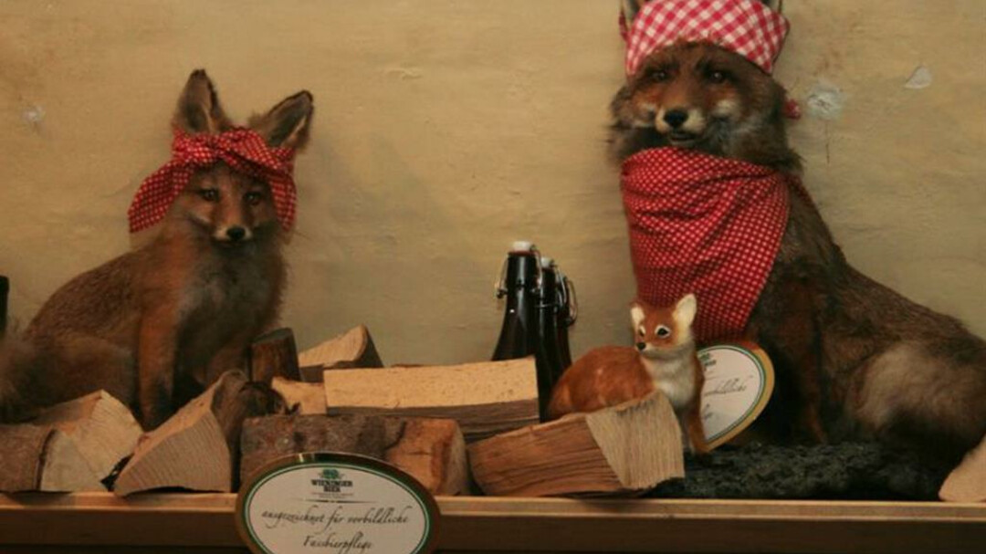 Alter Fuchs  | © Alter Fuchs