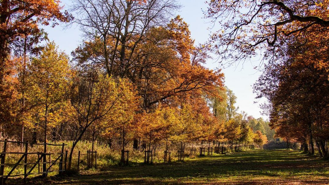 Antheringer Au im Herbst 