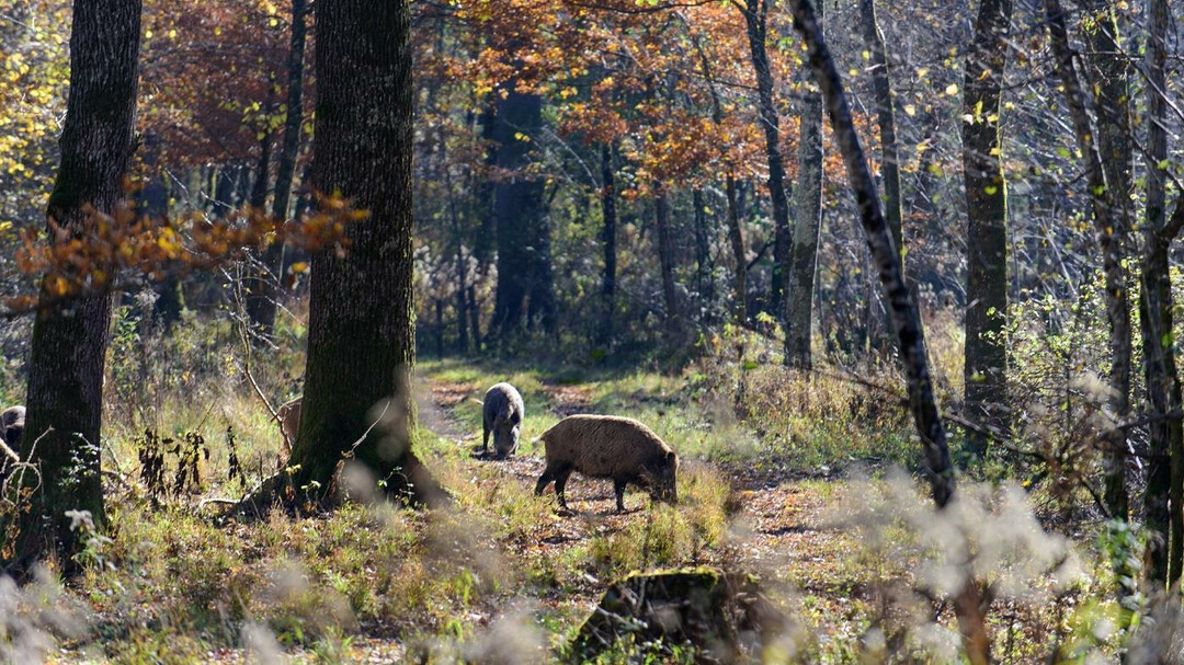 Wildschweine Antheringer Au