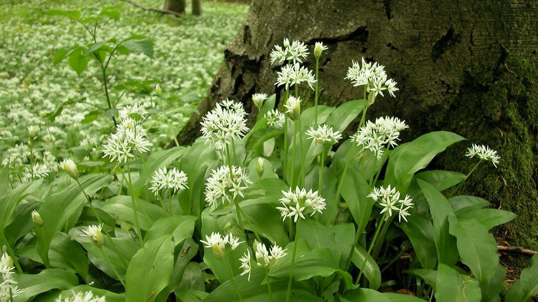 blühender Bärlauch Antheringer Au