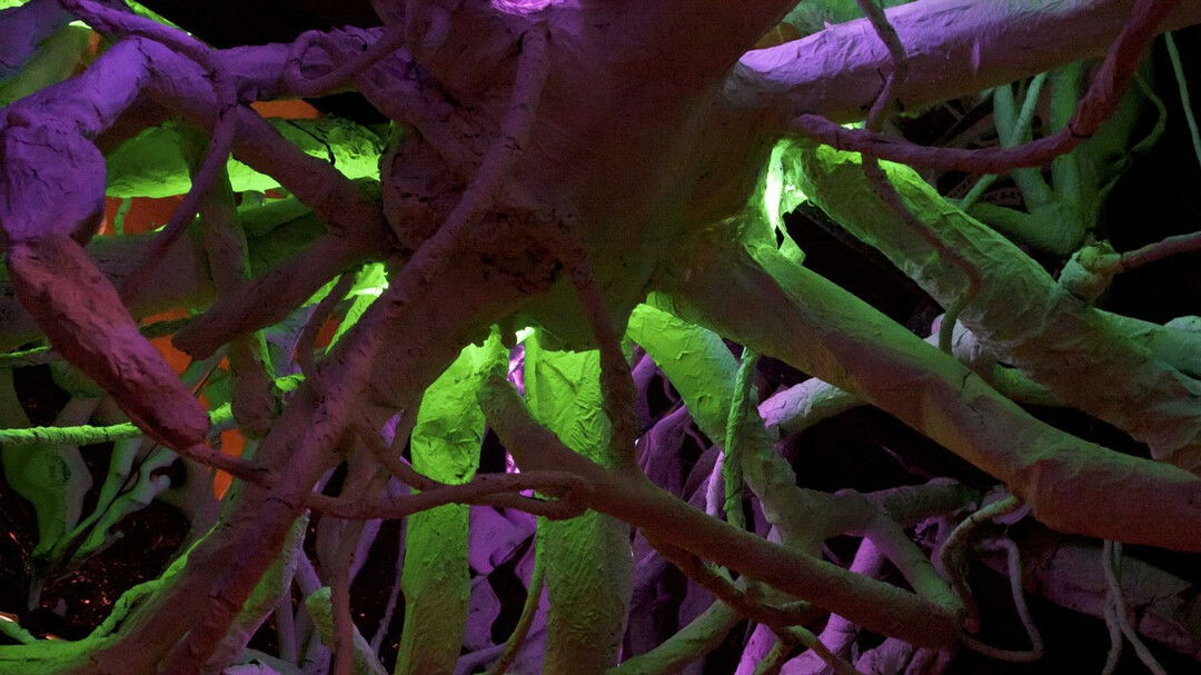 Wurzeln in der Bibelwelt | © Bibelwelt.at