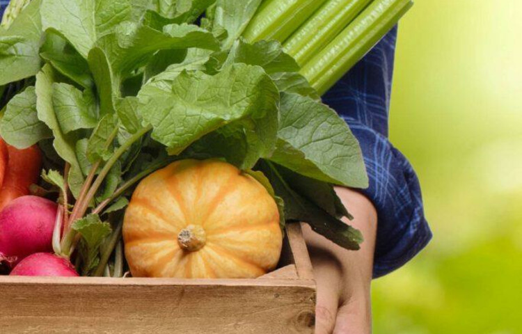 Gemüse | © Bio-Markt Borromäuspoint