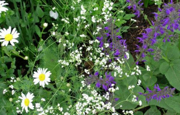 Botanical Garden | © Botanischer Garten