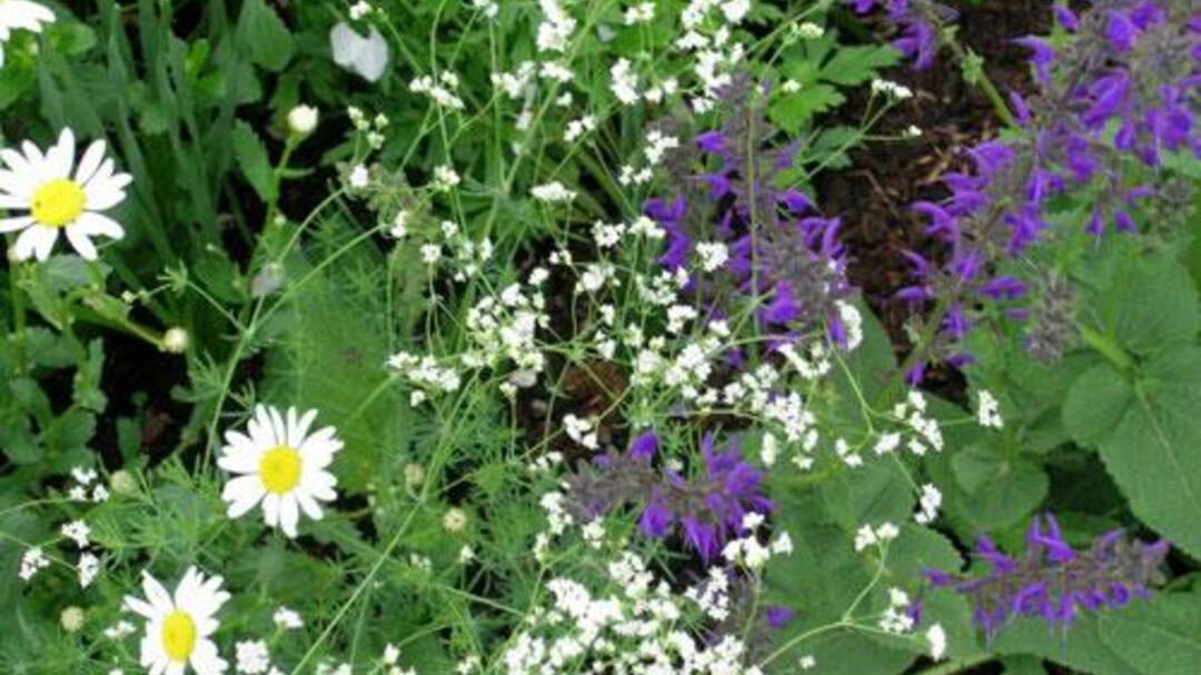 Botanical Garden | © Botanischer Garten