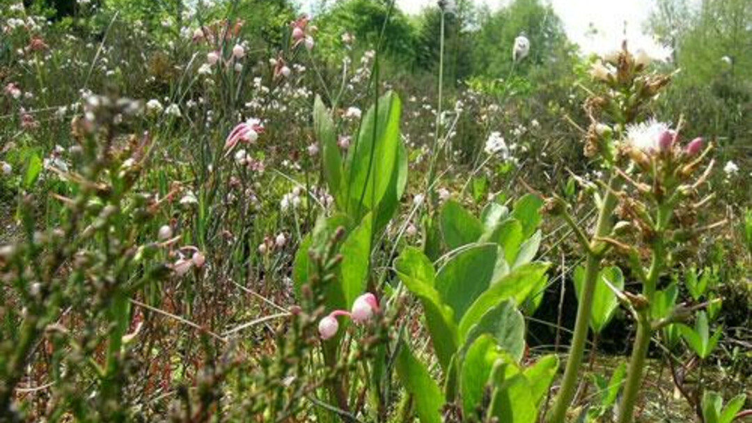 Botanical Garden | © Botanischer Garten