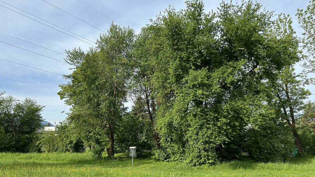 Fangkorb im Gelände | © Discgolf Union Salzburg, Harald Nutz