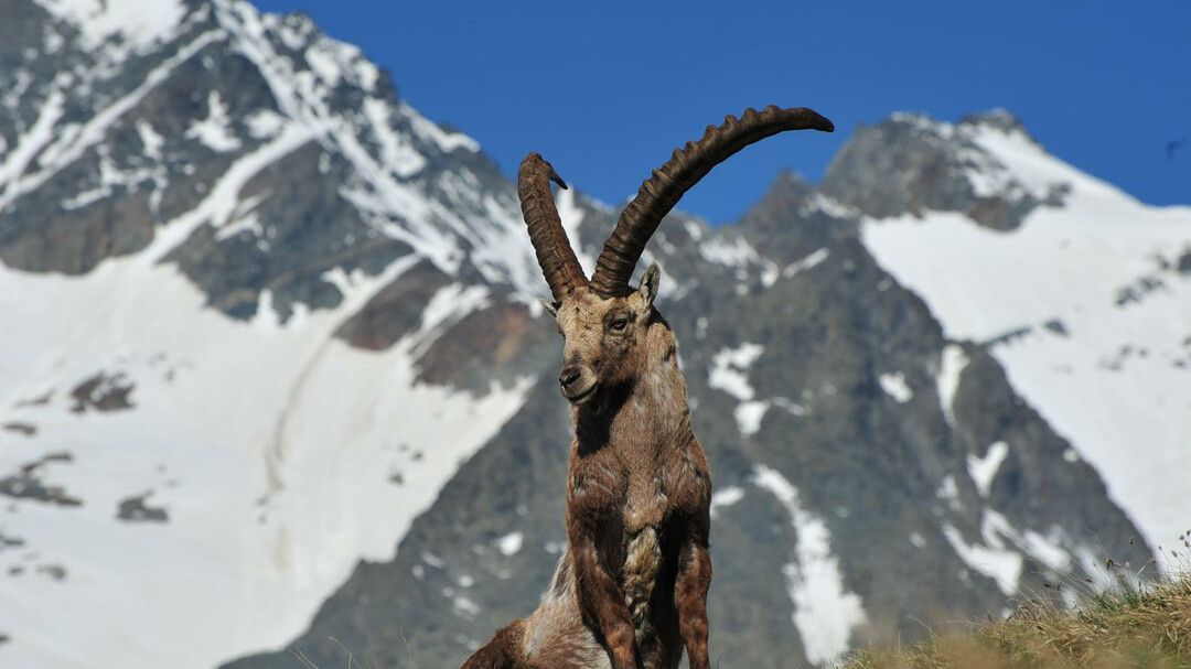 ibex | © Großglockner Hochalpenstraßen AG