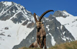 ibex | © Großglockner Hochalpenstraßen AG