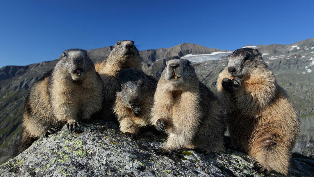 marmots | © Großglockner Hochalpenstraßen AG