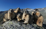 marmots | © Großglockner Hochalpenstraßen AG