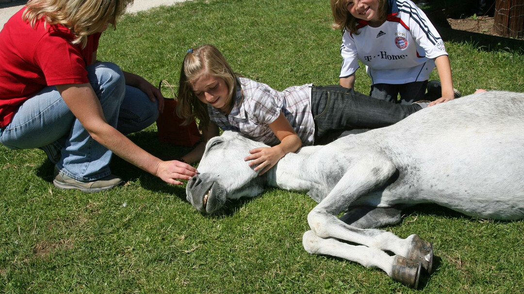 Horse | © Gut Aiderbichl