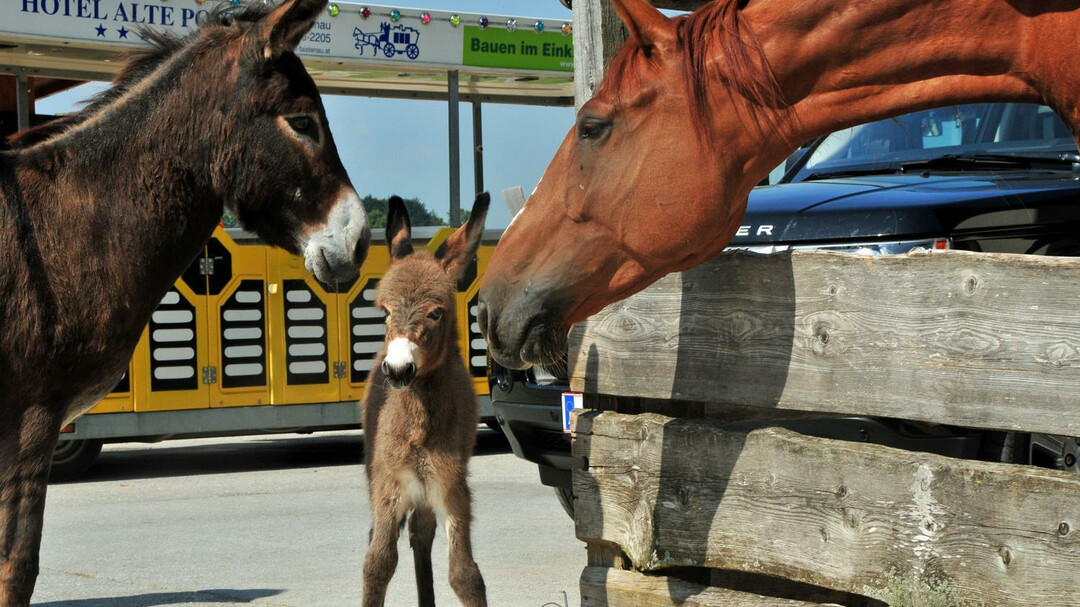 Horse and donkey | © Gut Aiderbichl
