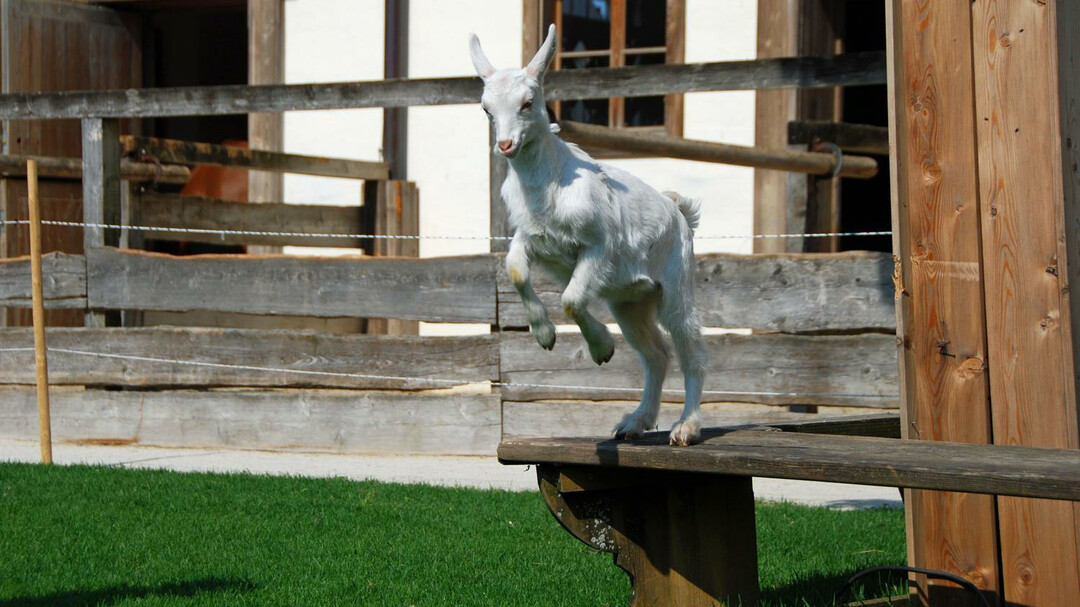 goat | © Gut Aiderbichl