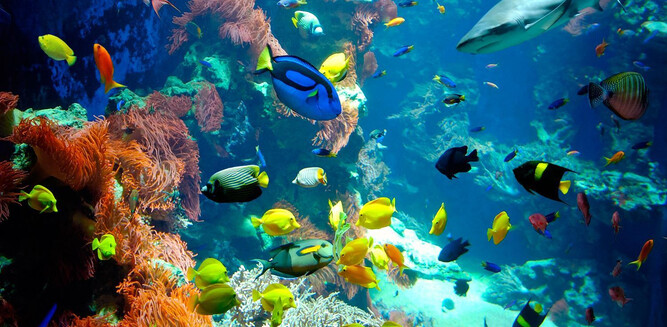 Aquarium-corral reef | © Haus der Natur