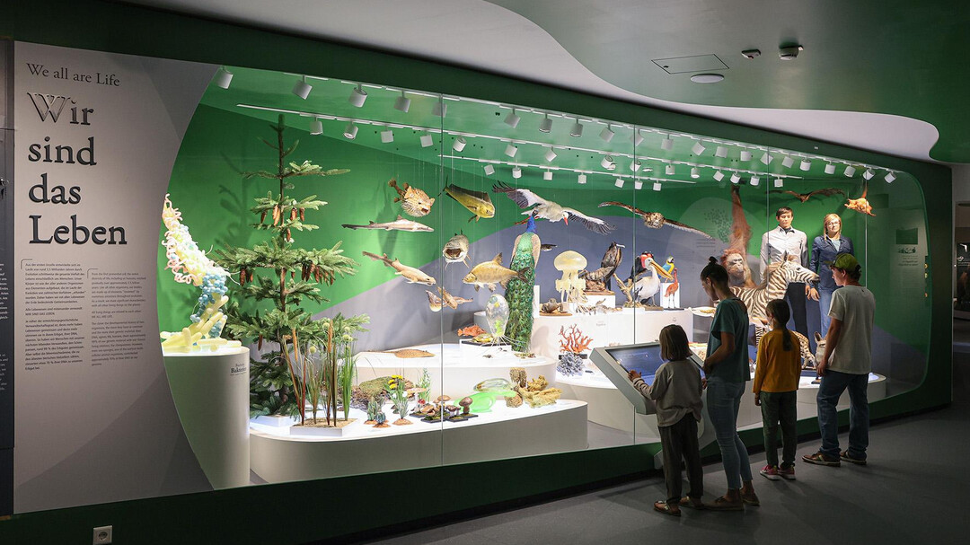Die Evolution | © Haus der Natur, Neumayr