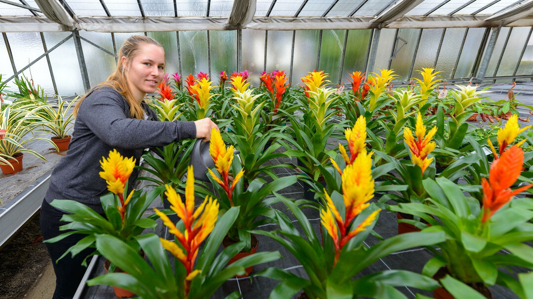 Blumen in der Kunstgärntnerei Doll | © Tourismus Salzburg GmbH / G. Breitegger