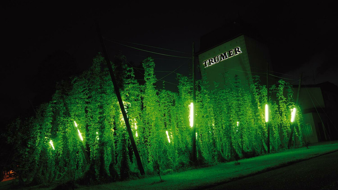Hopfengarten, Nacht | © Trumer Privatbrauerei