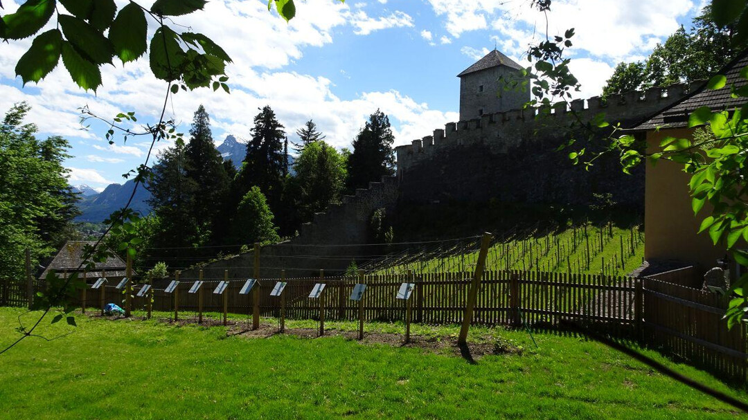Schauweingarten mit Weingarten im Hintergrund | © Josef Pohn